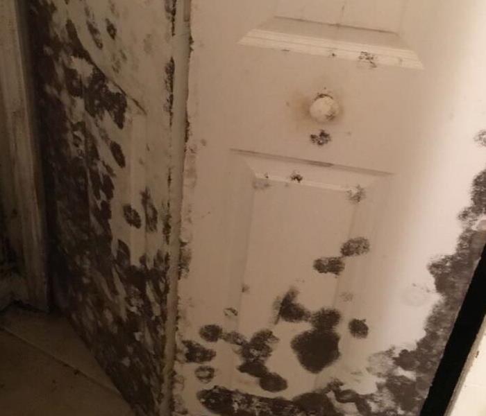 Closet door has significant mold growing on the exterior